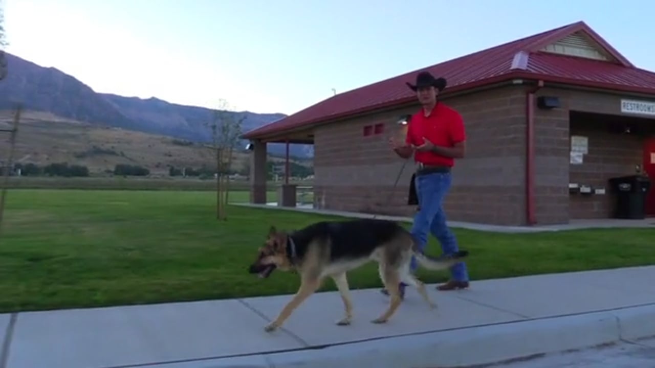 german shepherd loose leash walking with handler in park