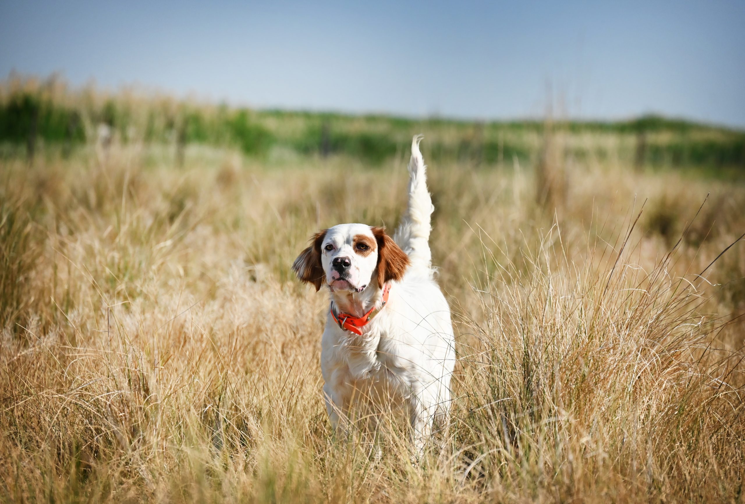 white bird dog pointed in field with collar on
