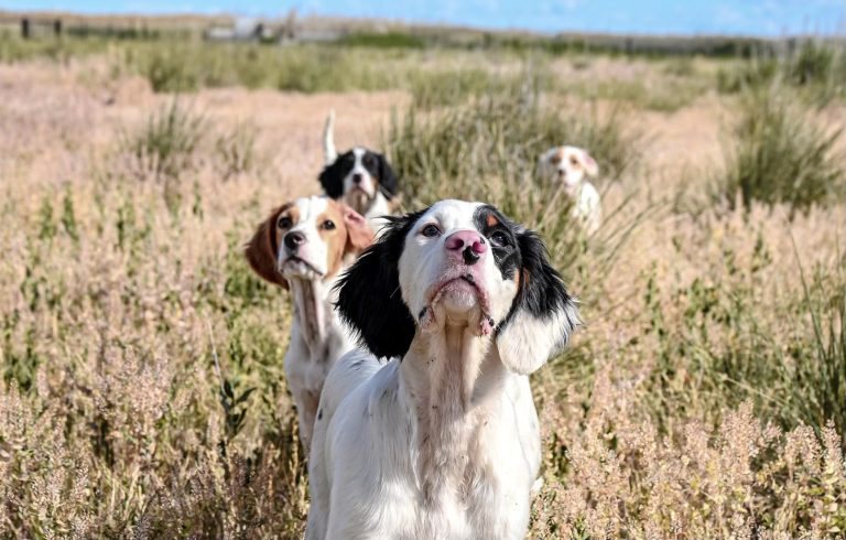 bird dog puppies lined up using noses