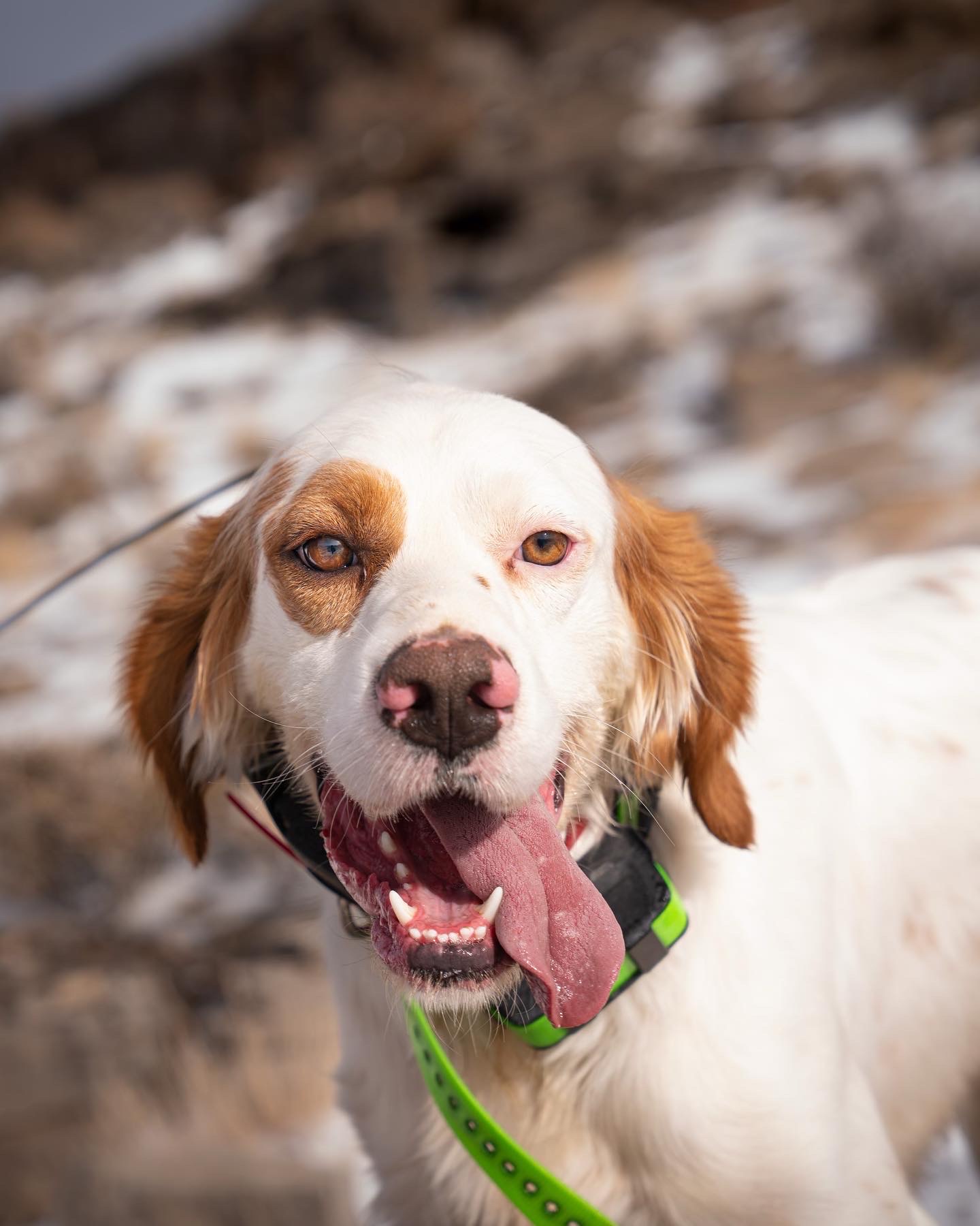 Happy gun dog with tongue out looking at camera close up