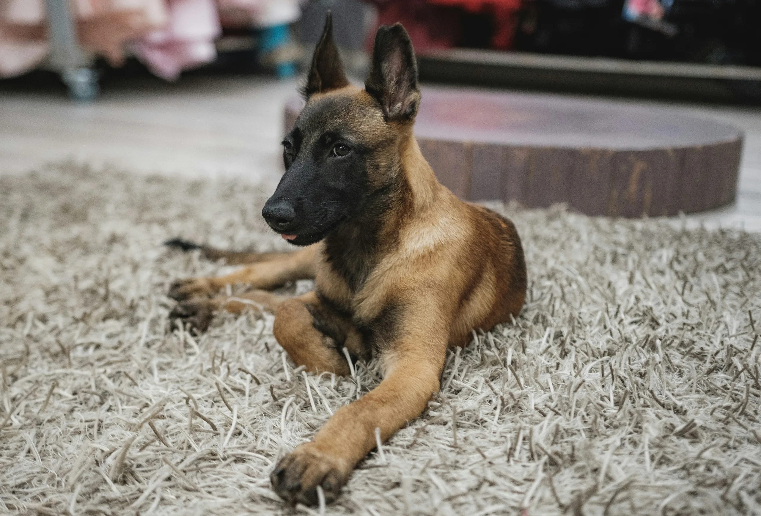 belgian malinois dog sitting calm in house
