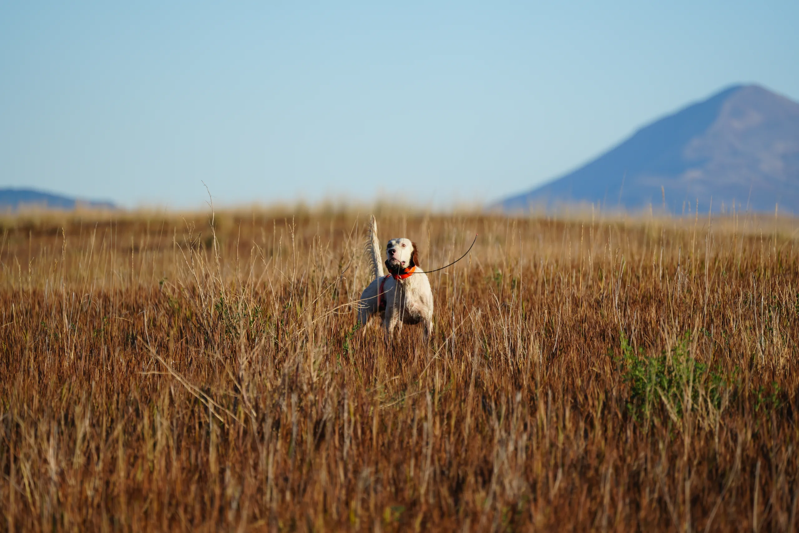 English setter pointing bird in tall grass in mountains with electric collar