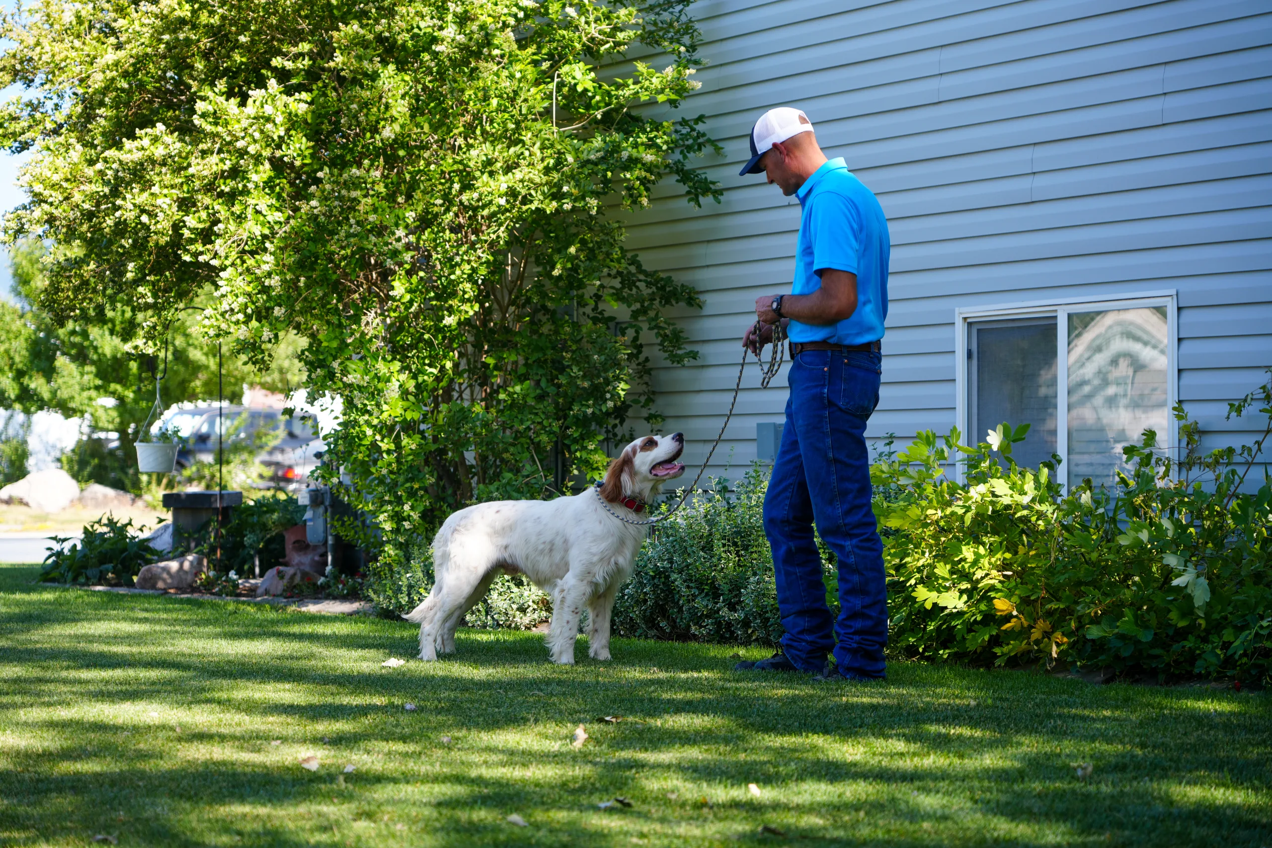 bird dog on leash with handler in front of house in grass