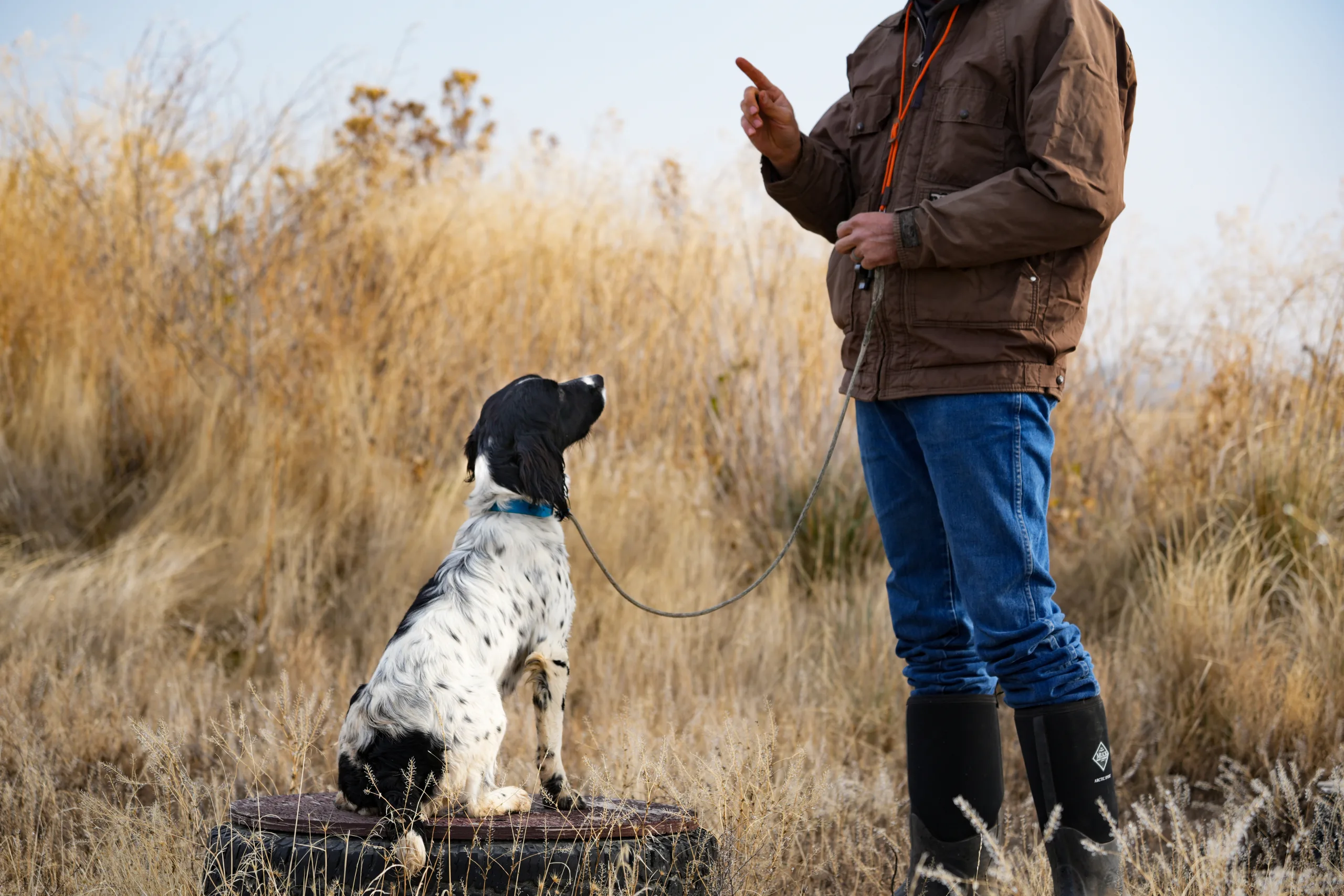 hunting dog sitting from hand signal of handler in a field